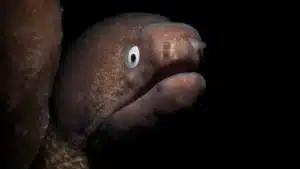 %title%