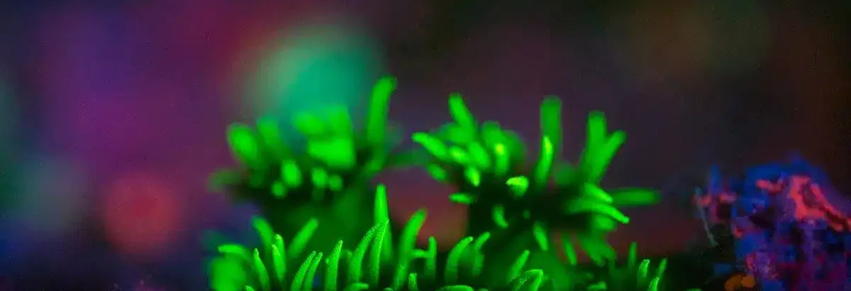 softcoral UV night dive