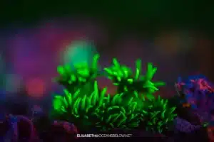 softcoral
