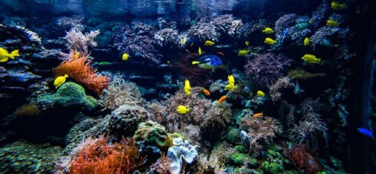 Coral colony and coral fish. Underwater view