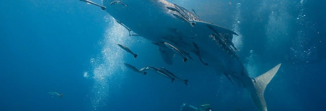 whales1 whale shark